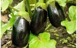 Récoltes et entretien de votre potager en août Récoltes et entretien de votre potager en août