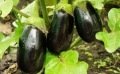 Récoltes et entretien de votre potager en août