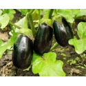 Récoltes et entretien de votre potager en août