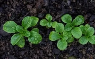 La mâche, un légume rustique au semis tardif