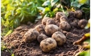 Septembre au jardin : quels semis de légumes avant l’hiver ? Septembre au jardin : quels semis de légumes avant l’hiver ?