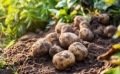Septembre au jardin : quels semis de légumes avant l’hiver ?