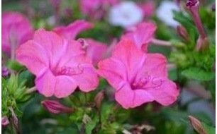 Semer la Belle de nuit pour une floraison le soir en terrasse Semer la Belle de nuit pour une floraison le soir en terrasse