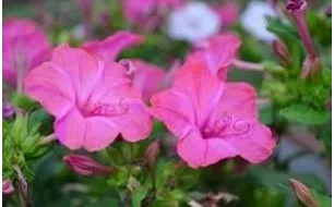 Semer la Belle de nuit pour une floraison le soir en terrasse