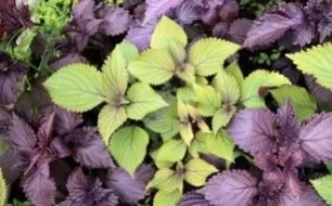 Semez le Perilla, une plante condimentaire très décorative, aux nombreux atouts