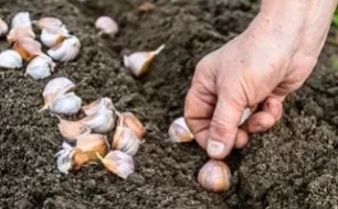 Que semer ou planter en octobre au potager ? 