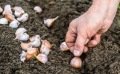 Que semer ou planter en octobre au potager ? 