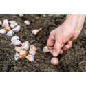 Que semer ou planter en octobre au potager ? 