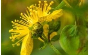 Semer du millepertuis, une plante décorative et médicinale Semer du millepertuis, une plante décorative et médicinale