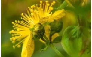 Semer du millepertuis, une plante décorative et médicinale