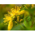 Semer du millepertuis, une plante décorative et médicinale