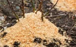 Novembre au jardin : que faire pour bien le préparer à l’hiver ? 