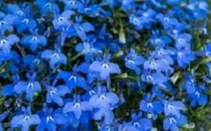Que sont les fleurs annuelles et comment en semer les graines ?  Que sont les fleurs annuelles et comment en semer les graines ?