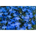 Que sont les fleurs annuelles et comment en semer les graines ? 