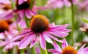 Semer des plantes vivaces : la pérennité dans votre jardin