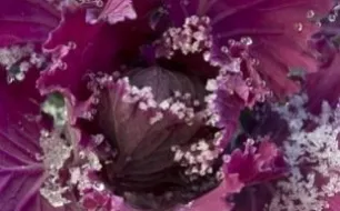 Semis sous abri en décembre et autres travaux de jardinage