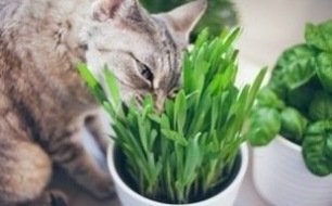 Cultiver de l’herbe à chat : quels types de graines semer ?