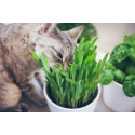 Cultiver de l’herbe à chat : quels types de graines semer ? 