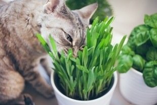 Herbe à chat - Kit bac et graines à semer - Catedogshop