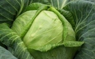 Le chou pommé, un légume à récolter tout au long de l’année au potager