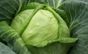 Le chou pommé, un légume à récolter tout au long de l’année au potager