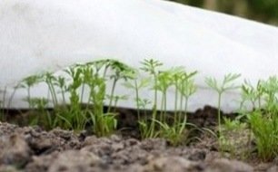 Jardiner en janvier : les premiers semis à l’intérieur