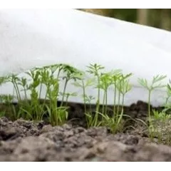 Jardiner en janvier : les premiers semis à l’intérieur