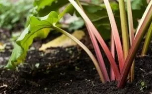 La rhubarbe, une belle vivace à semer pour votre jardin