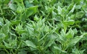 La tétragone cornue, un légume oublié à redécouvrir