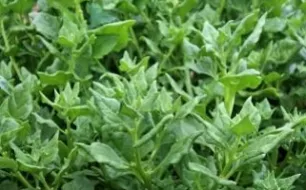 La tétragone cornue, un légume oublié à redécouvrir