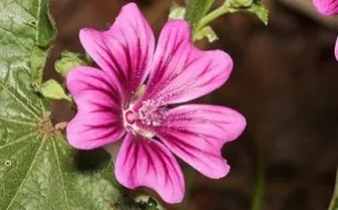La mauve sylvestre, une vivace florifère et comestible