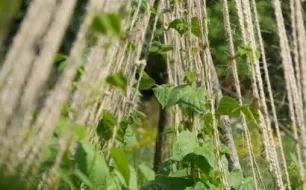 Cultivez des haricots d’Espagne, un légume productif et une jolie floraison