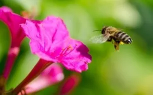 Les insectes pollinisateurs : comment les attirer (et les garder) au jardin ?