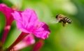 Les insectes pollinisateurs : comment les attirer (et les garder) au jardin ?