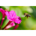 Les insectes pollinisateurs : comment les attirer (et les garder) au jardin ?