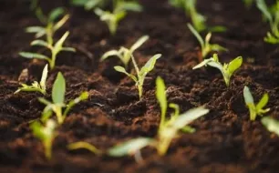 En mars, semez vos graines de légumes et fleurs