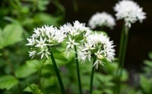 L’ail des ours : semez-en au jardin !