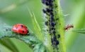 Les coccinelles, un insecte très efficace pour éradiquer les pucerons