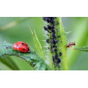 Les coccinelles, un insecte très efficace pour éradiquer les pucerons