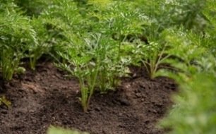 Avril au potager et au jardin : quels semis ?