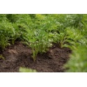 Avril au potager et au jardin : quels semis ?