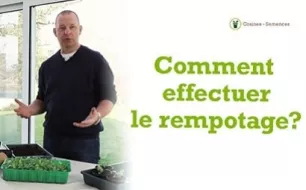Comment effectuer le rempotage de ses semis ?