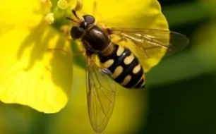 Le syrphe, cet insecte pollinisateur…votre allié au jardin naturel !