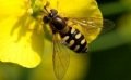 Le syrphe, cet insecte pollinisateur…votre allié au jardin naturel !