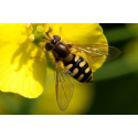 Le syrphe, cet insecte pollinisateur…votre allié au jardin naturel !