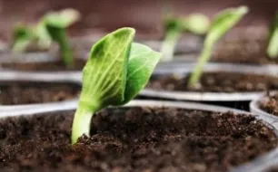 Semez vos cucurbitacées à l’intérieur ou en pleine terre