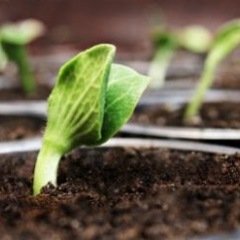 Semez vos cucurbitacées à l’intérieur ou en pleine terre Semez vos cucurbitacées à l’intérieur ou en pleine terre