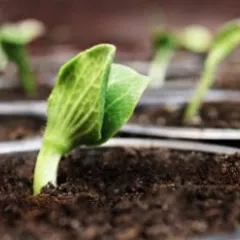 Semez vos cucurbitacées à l’intérieur ou en pleine terre