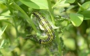 Les semis de mai au potager et au jardin d’ornement
