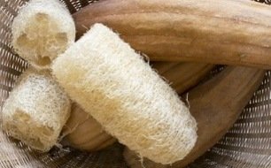 Comment réussir le semis de loofah (luffa) ?
